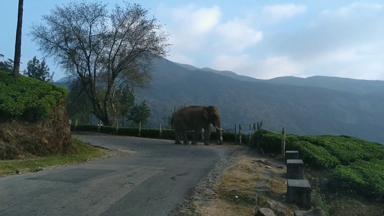 Wildlife in Munnar