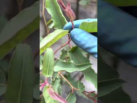 Видео: Eucalyptus Pauciflora Информация: Научете за Snow Gum Eucalyptus Care