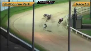 Irish Derby 2017 - Round 3 Heat 8 - Drive On Tipp & Clonbrien Hero
