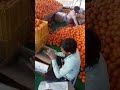 Packing of Kinnow fruits Abohar Punjab India