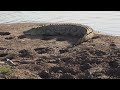 Giant Crocodile Encounter Watch till the end POV