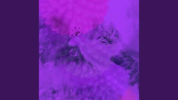 Marvellous Backdrops for Lush Kittens