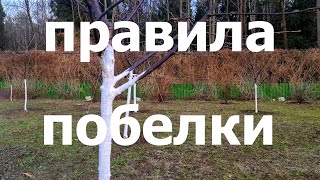 картинка: ПРАВИЛА побелки плодового сада! Когда, зачем и чем!