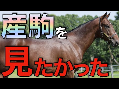 馬です ロンバルドシチー (Lombardo City) | 競走馬データ - netkeiba