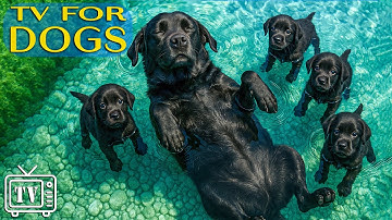 Calm Your Anxious Dogs: Dog TV for Dogs with Soothing Dogs Music! Videos for Dogs to Prevent Boredom