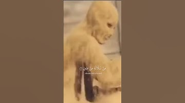 سورة المؤمنون الذين يرثون الفردوس