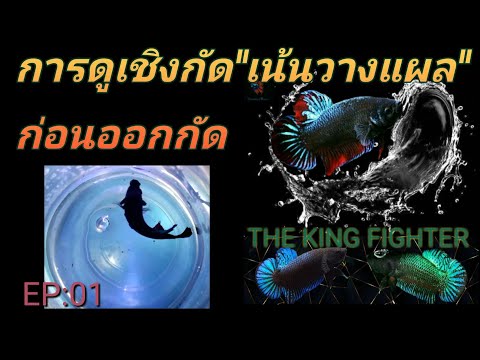 เชิงการกัด และ การวางแผลของปลากัดที่ใช้แข่งขัน