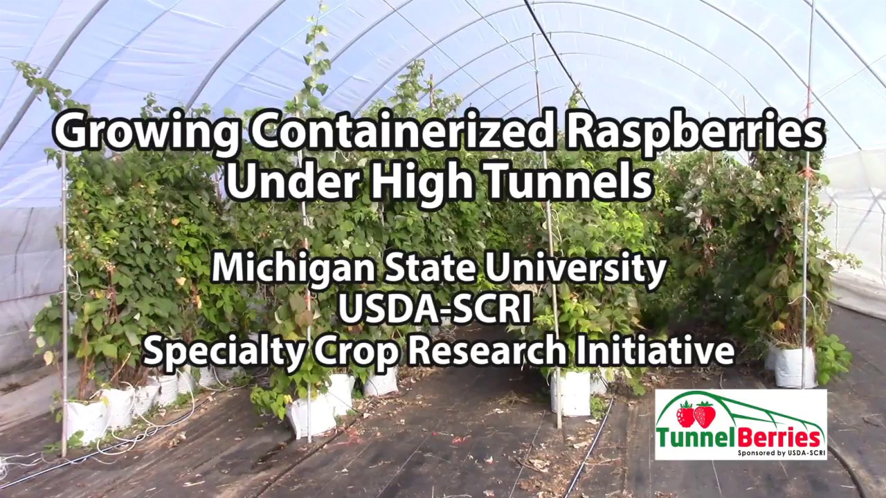 Growing Containerized Raspberries Under High Tunnels YouTube