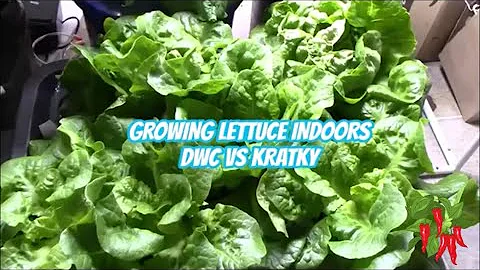 GROWING LETTUCE INDOORS KRATKY VS DWC