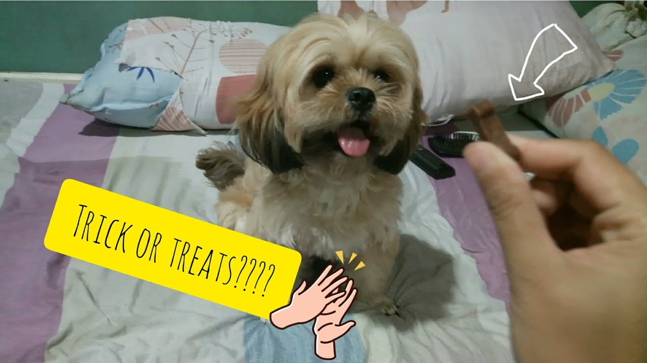 Basic Dog Tricks Sachi Vlog no. 17 YouTube