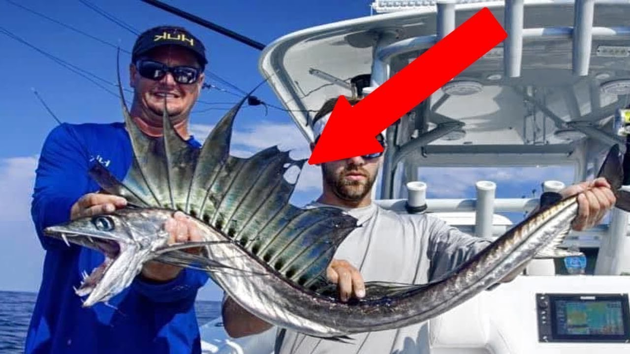 Most Unusual Fish In The Ocean YouTube Most Unusual Fish In The Ocean YouTube