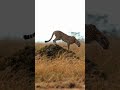 Why Cheetahs Are Built for Speed Only