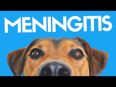 Video: Meningitis, Meningoencefalitis, Meningomielitis En Perros