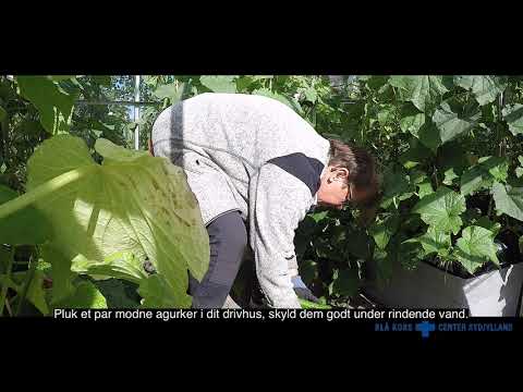 Video: Agurksalat Med Jordbær Og Pinjekjerner