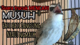Trucukan gacor suara mencari Musuh - hati hati trucukan lain dengar ini langsung terpancing EMOSI