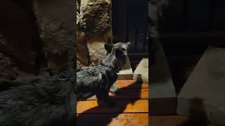 Wolf pups at sanctuary giving a good howl 28Jul22
