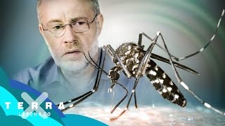 Bringt Olympia das Zika-Virus? | Harald Lesch