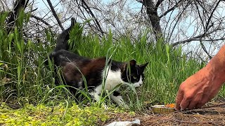 A lonely stray and very hungry kitten meowed loudly on the edge of the road