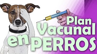 Qué vacunas necesita un Perro?