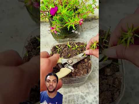 تكاثر وزراعه نبات صباح الخير او رجله الزهور او زهره الصباح    
