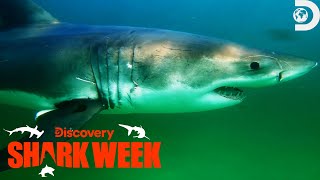 Rising Seal Populations Lead to an Unexpected Danger | Shark Week | Discovery