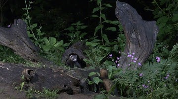 Bunzingen en steenmarter