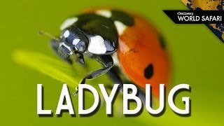 Ladybugs Come In Many Different Colors