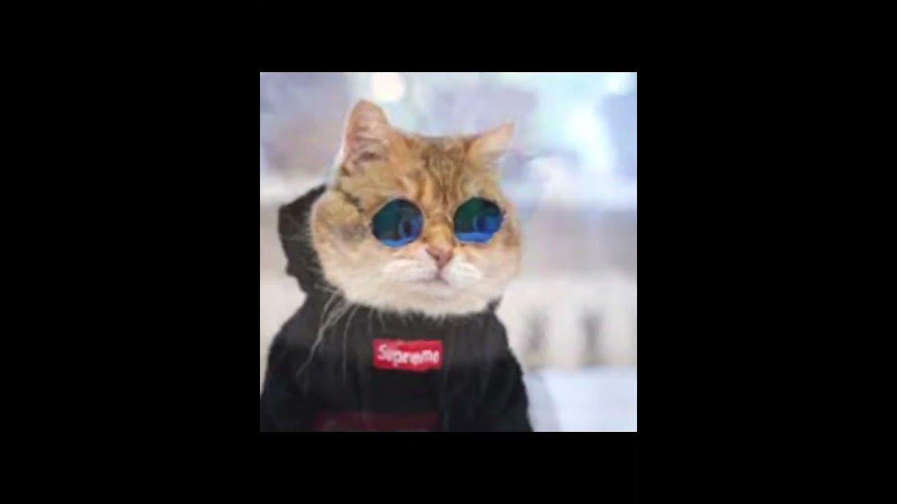 Drip cats shorts YouTube