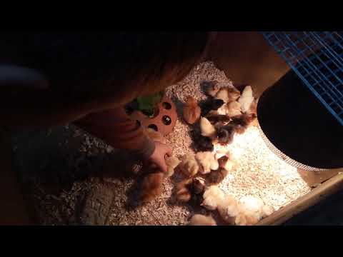 Видео: Как да храним врабче пиленце