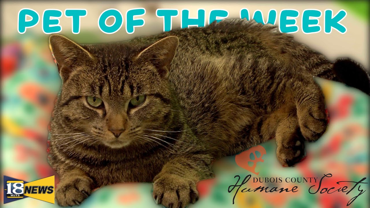 Meet ruben the dubois county humane society pet of the week youtube