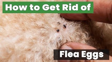 How to Get Rid of Flea Eggs Fast and Easy!