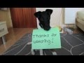 tamee dog tricks 2 の動画、YouTube動画。