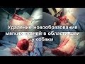 Удаление новообразования мягких тканей в области шеи у собаки