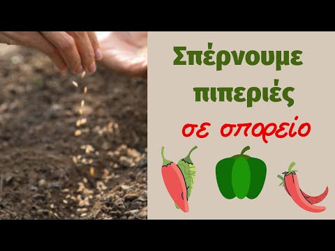 Βίντεο: Καλλιέργεια Yucca στο σπίτι