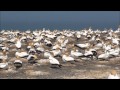 Australasian Gannets - Cape Kidnappers