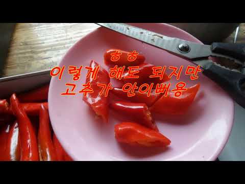 식품 건조기로 고추 말리는 방법
