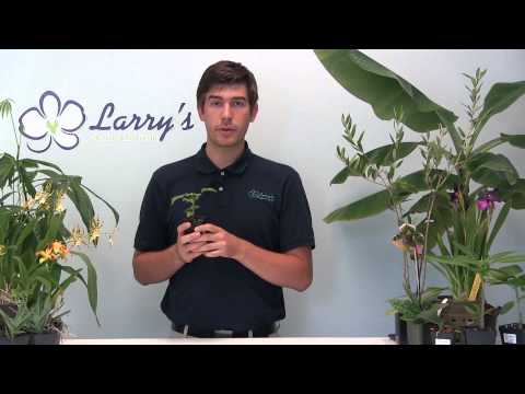 Video: Pačūlijas augu kopšana - padomi pačūlijas augu audzēšanai