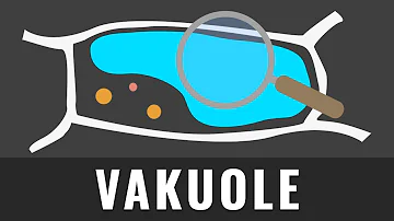 Wie wird die Vakuole noch genannt?