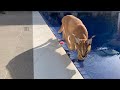 Puppy teaches Caracal how to swim! Unlikely Animal Friends