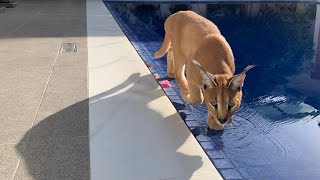 Puppy teaches Caracal how to swim! Unlikely Animal Friends