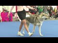 Specialty Czechoslovakian Wolfdog Males Working Class