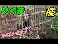 ヒグマは急に襲いかかる