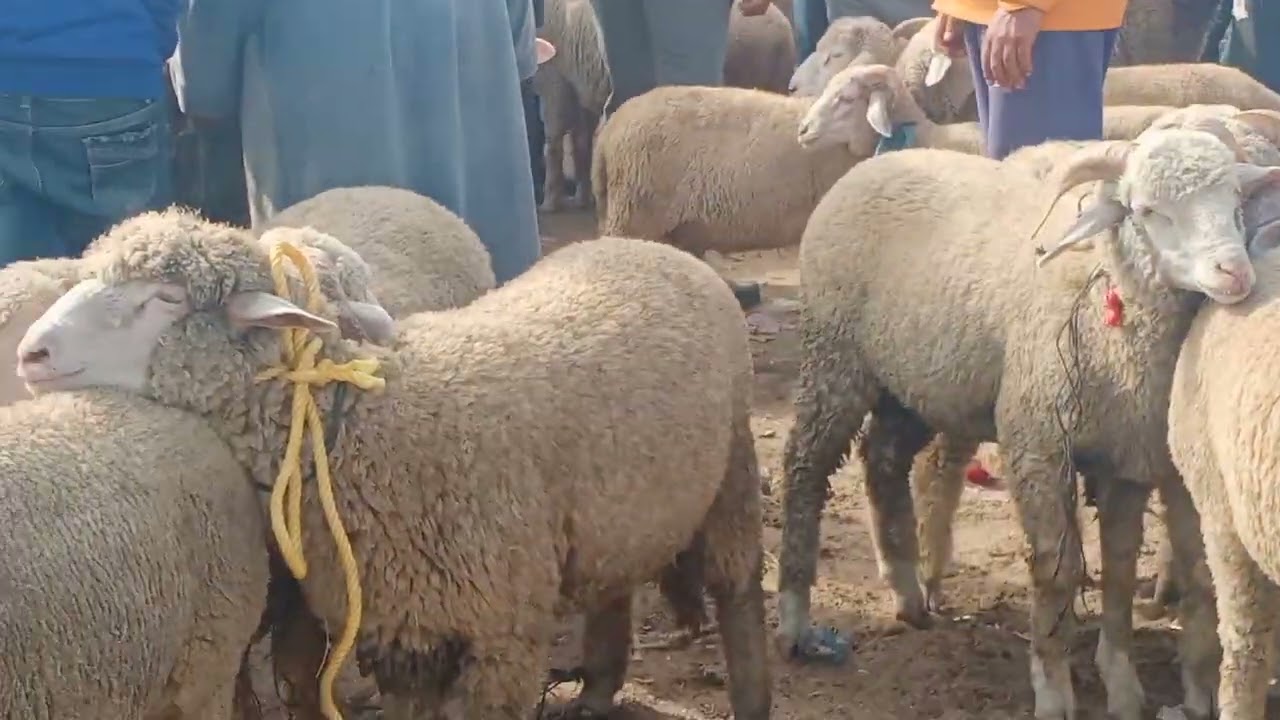 السوق الاسبوعي سوق الاربعاء الغرب.