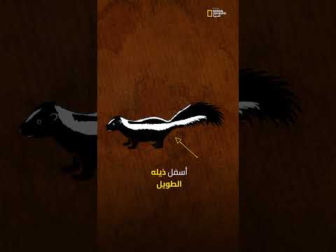 الظربان سلاح نف اذ