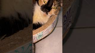 Download Lagu Galau mode nyebar aurora 🥲🥲 #cimoycalico MP3