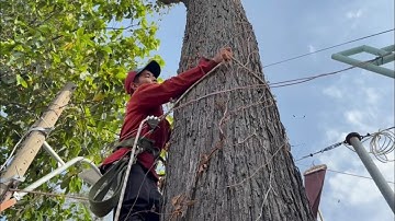 Cưa cây sao siêu to , Ở đình nhơn mỹ , Huyện chợ mới , Cưa cây kỷ thuật cao