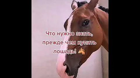Что нужно знать прежде чем купить лошадь! 🐴
