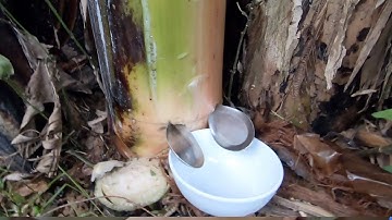 Thần Dược Ít Người Biết Từ Thân Cây Chuối Giúp Ăn Ngon Ngủ Say Cả Đời Không Lo Bệnh Tật | HYT3