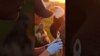 Baby Eagle Begs For Help To Save Her Mom- Rescuing A Mother Bald Eagle Caught On A Fence