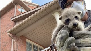 A Mother Raccoon That Did Not Want To Leave Her Baby Behind Resimi